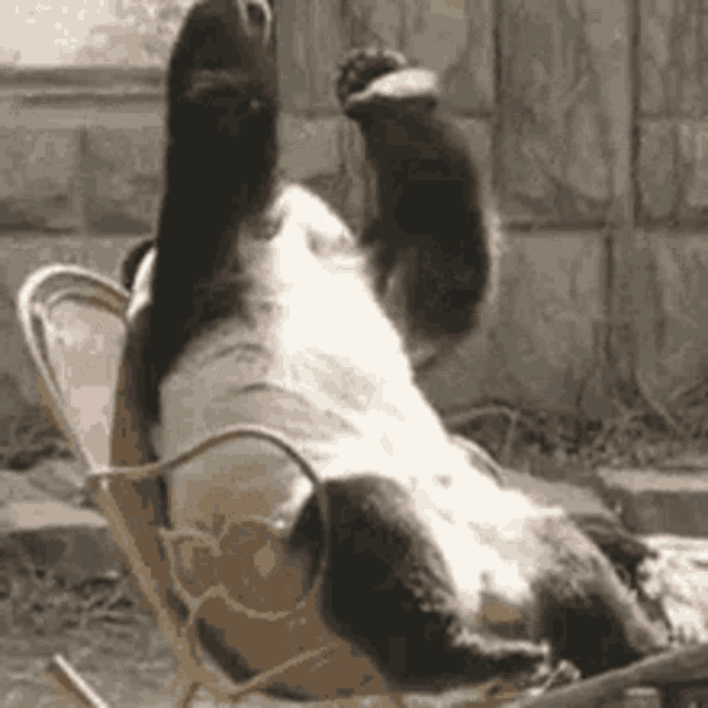 Random GIF